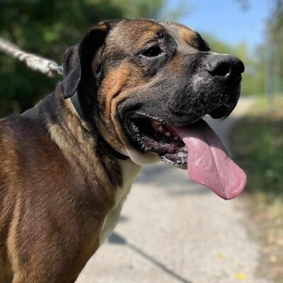 😍Ricky ist ein wunderschöner großer Rüde der ein ausgeglichenes Wesen hat 😊, Mischlingsrüde - Rüde