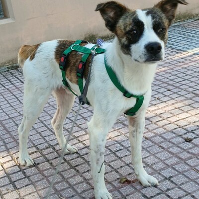 Ricky - mit angenehmen, zurückhaltenden Wesen 🫶, Mischling - Rüde
