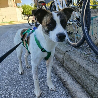 Ricky - mit angenehmen, zurückhaltenden Wesen 🫶, Mischling - Rüde