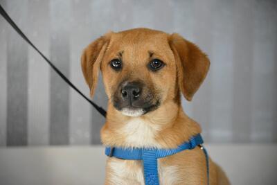 Rico, Mischling Welpen - Rüde