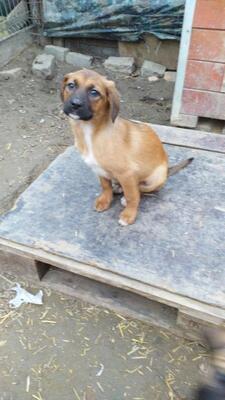 Rieke, Mischling - Hündin