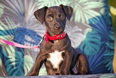 Rihna, Mischling Welpen - Hündin