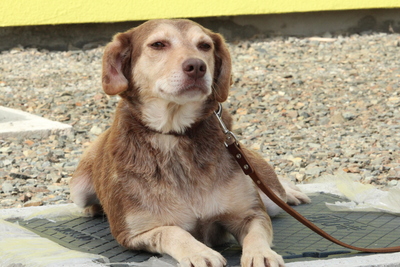 Rika, Mischling - Hündin