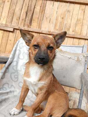 Rika sucht ihr Für immer Zuhause mit Kuschelgarantie, Mischling - Hündin