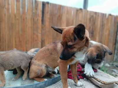 Rika sucht ihr Für immer Zuhause mit Kuschelgarantie, Mischling - Hündin