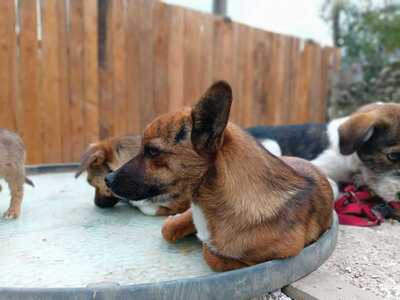 Rika sucht ihr Für immer Zuhause mit Kuschelgarantie, Mischling - Hündin