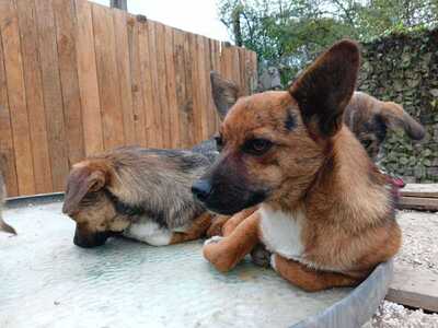 Rika sucht ihr Für immer Zuhause mit Kuschelgarantie, Mischling - Hündin