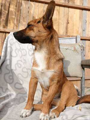 Rika sucht ihr Für immer Zuhause mit Kuschelgarantie, Mischling - Hündin