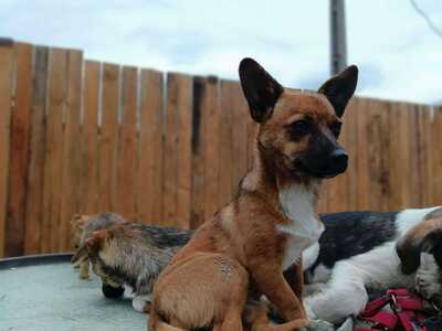 Rika sucht ihr Für immer Zuhause mit Kuschelgarantie, Mischling - Hündin