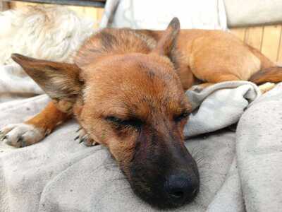 Rika sucht ihr Für immer Zuhause mit Kuschelgarantie, Mischling - Hündin