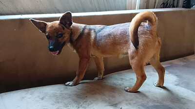 Rika sucht ihr Für immer Zuhause mit Kuschelgarantie, Mischling - Hündin