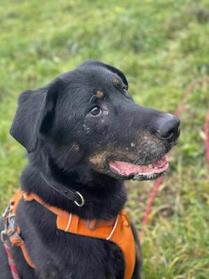 Riko Beauceron Rüde braucht dringend ein Zuhause, Beauceron - Rüde