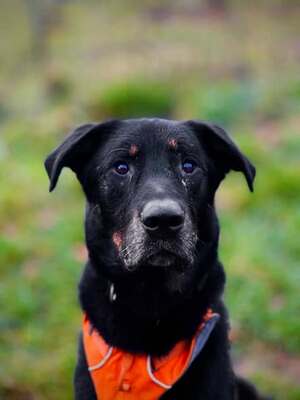 Riko Beauceron Rüde sucht dringend ein Zuhause, Beauceron - Rüde