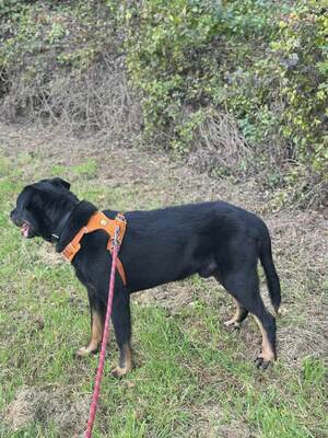 Riko Beauceron Rüde sucht dringend ein Zuhause, Beauceron - Rüde