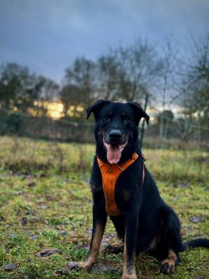 Riko Beauceron Rüde sucht dringend ein Zuhause, Beauceron - Rüde