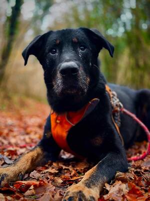 Riko Beauceron Rüde wartet im Tierheim auf sein Zuhause, Beauceron - Rüde