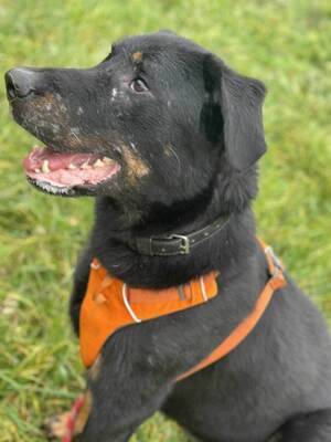 Riko Beauceron Rüde wartet im Tierheim auf sein Zuhause, Beauceron - Rüde