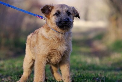 Riley, Mischling Welpen - Rüde