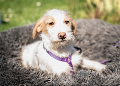 Rina, mischling - Hündin