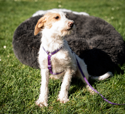 Rina, mischling - Hündin