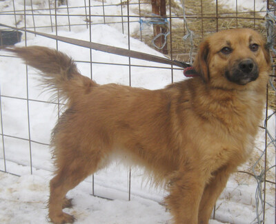Rina sehnt sich nach einem kuschligen Zuhause, Mischling - Hündin