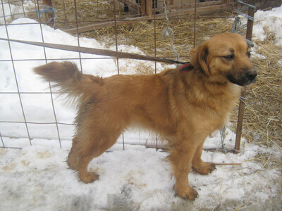 Rina sehnt sich nach einem kuschligen Zuhause, Mischling - Hündin