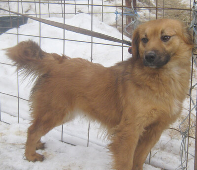 Rina sehnt sich nach einem kuschligen Zuhause, Mischling - Hündin