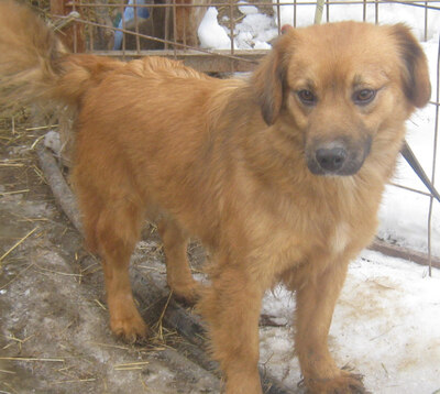 Rina sehnt sich nach einem kuschligen Zuhause, Mischling - Hündin