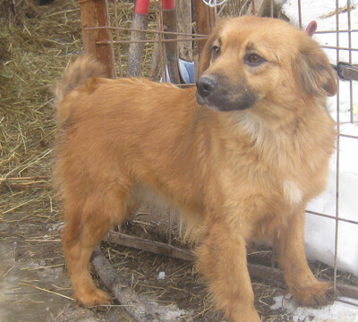 Rina sehnt sich nach einem kuschligen Zuhause, Mischling - Hündin
