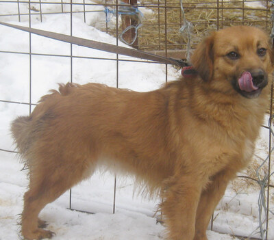 Rina sehnt sich nach einem kuschligen Zuhause, Mischling - Hündin