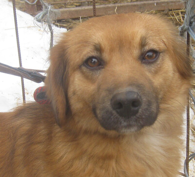 Rina sehnt sich nach einem kuschligen Zuhause, Mischling - Hündin