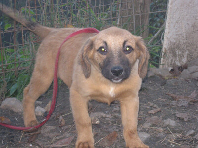 Rina sehnt sich nach einem kuschligen Zuhause-NOTFALL, Mischling - Hündin