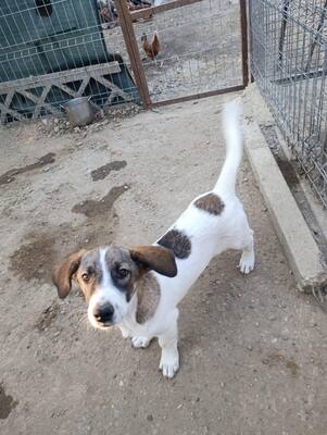 🌸 Rina und ihre Schwestern sind auf der Suche nach Liebe und Geborgenheit 🌸, Mischling - Hündin