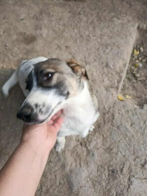 🌸 Rina und ihre Schwestern sind auf der Suche nach Liebe und Geborgenheit 🌸, Mischling - Hündin