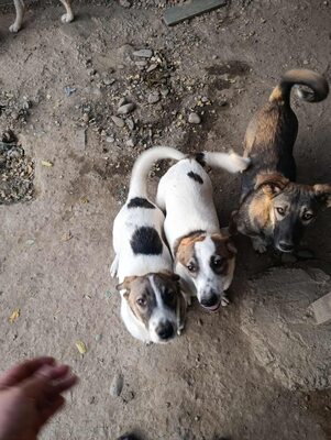 🌸 Rina und ihre Schwestern sind auf der Suche nach Liebe und Geborgenheit 🌸, Mischling - Hündin