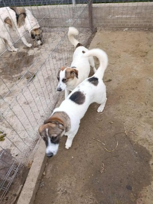 🌸 Rina und ihre Schwestern sind auf der Suche nach Liebe und Geborgenheit 🌸, Mischling - Hündin