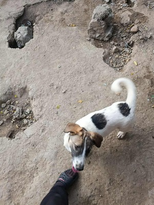 🌸 Rina und ihre Schwestern sind auf der Suche nach Liebe und Geborgenheit 🌸, Mischling - Hündin