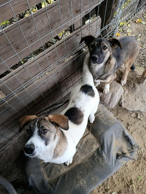 🌸 Rina und ihre Schwestern sind auf der Suche nach Liebe und Geborgenheit 🌸, Mischling - Hündin