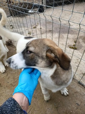 🌸 Rina und ihre Schwestern sind auf der Suche nach Liebe und Geborgenheit 🌸, Mischling - Hündin