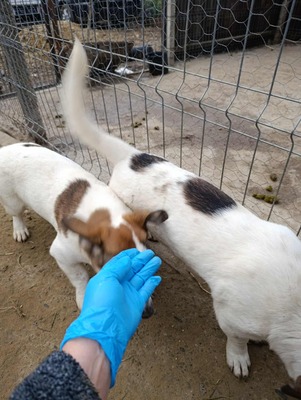 🌸 Rina und ihre Schwestern sind auf der Suche nach Liebe und Geborgenheit 🌸, Mischling - Hündin