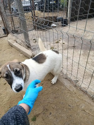 🌸 Rina und ihre Schwestern sind auf der Suche nach Liebe und Geborgenheit 🌸, Mischling - Hündin