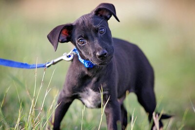 Rinti, Mischling Welpen - Rüde