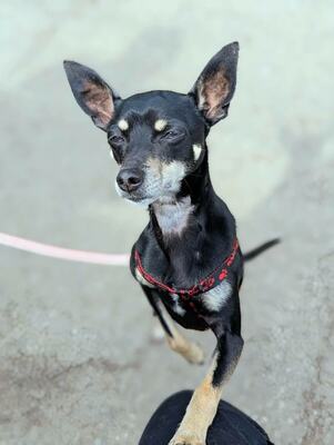 Rio Pinscher Rüde wartet im Tierheim auf sein Zuhause, Deutscher Pinscher - Rüde