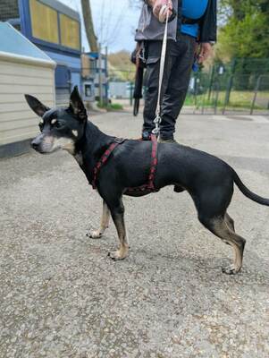 Rio Pinscher Rüde wartet im Tierheim auf sein Zuhause, Deutscher Pinscher - Rüde
