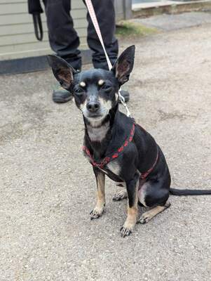 Rio Pinscher Rüde wartet im Tierheim auf sein Zuhause, Deutscher Pinscher - Rüde