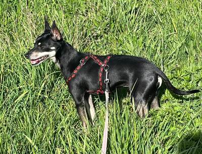 Rio Pinscher Rüde wartet im Tierheim auf sein Zuhause, Deutscher Pinscher - Rüde