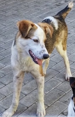 Rio, Straßenhund Mischling - Rüde