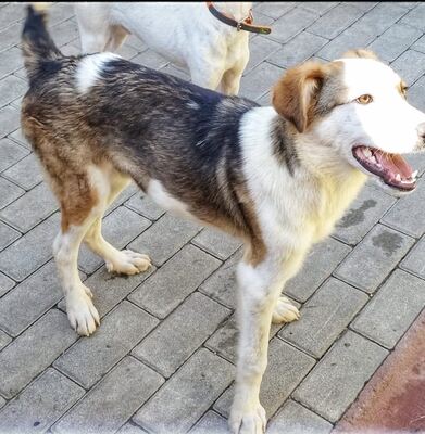 Rio, Straßenhund Mischling - Rüde