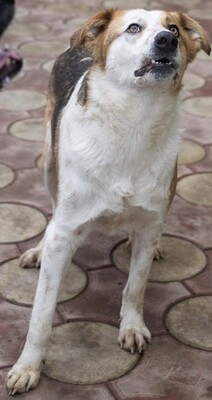 Rio, Straßenhund Mischling - Rüde