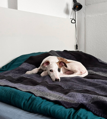 Rio, Whippet Welpen - Rüde